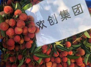 夏日好“枝”味，九州（中国）集团发福“荔”啦